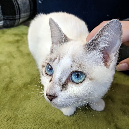 Cat Image