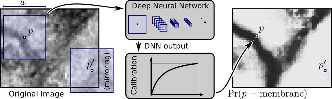 Segment Neuronal Membranes