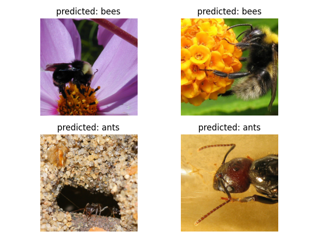 Finetuned Model Predictions
